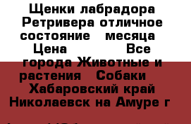 Щенки лабрадора Ретривера отличное состояние 2 месяца › Цена ­ 30 000 - Все города Животные и растения » Собаки   . Хабаровский край,Николаевск-на-Амуре г.